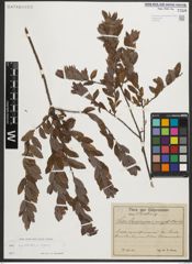 Foto von Salix myrtilloides L. x Salix repens L.